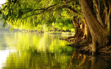 tree planted by the riverside